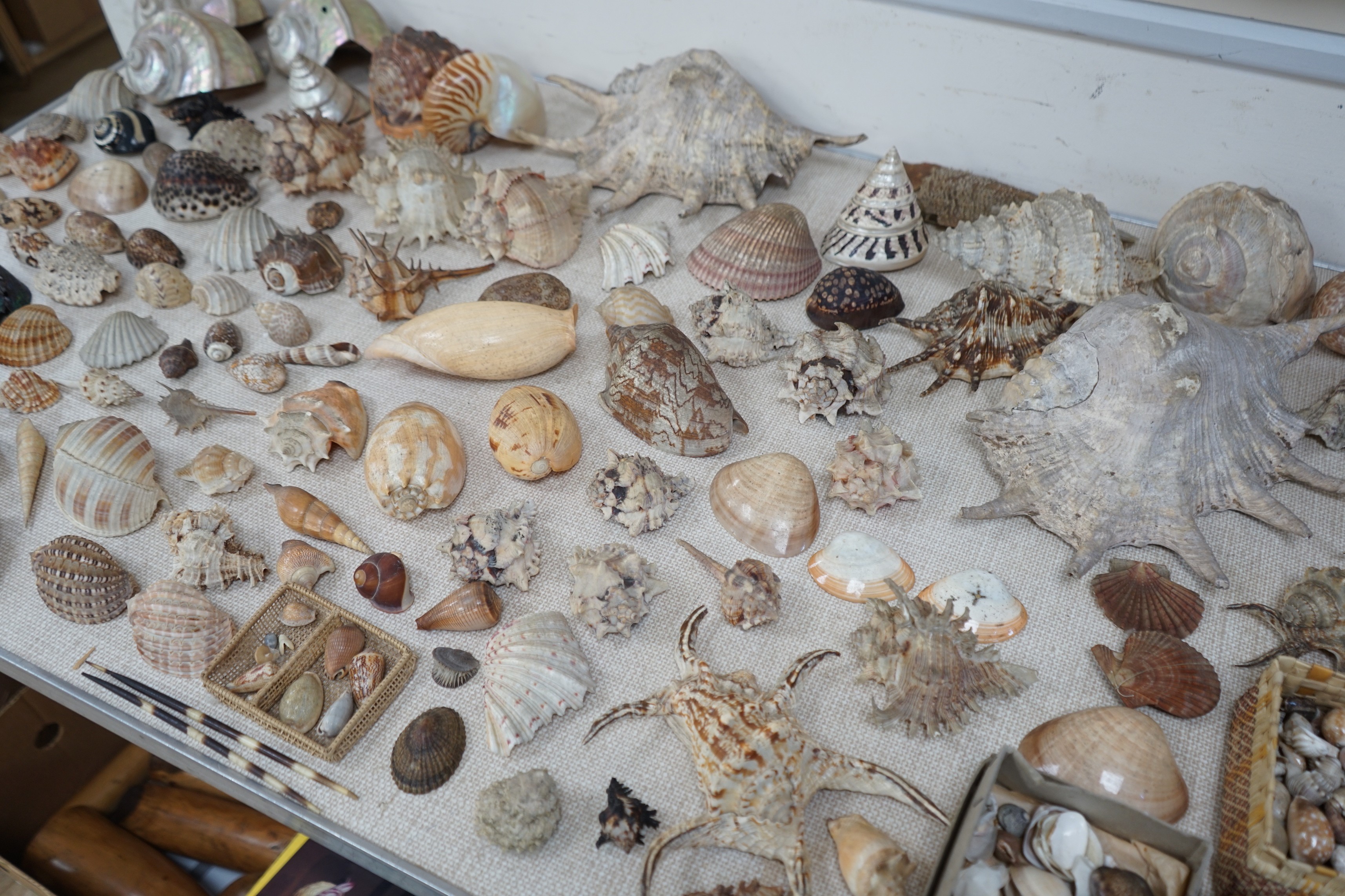 An interesting collection of 19th century and later sea shells of various species, some specimens with inscribed labels